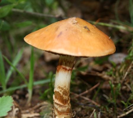 Cortinarius armillatus