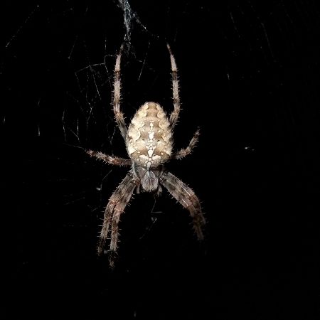 Araneus diademus