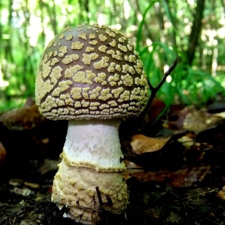 Amanita franchetii