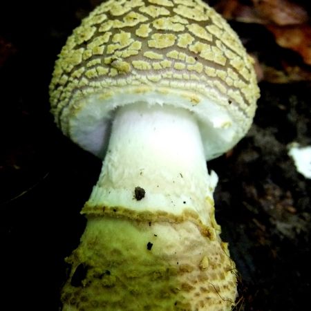 Amanita franchetii