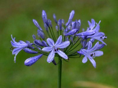 Agapanthus