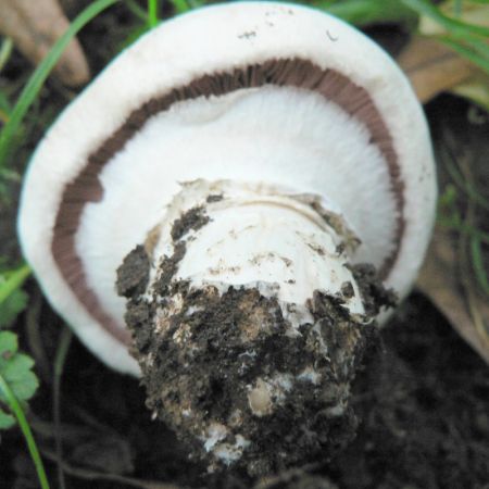 Agaricus bitorquis