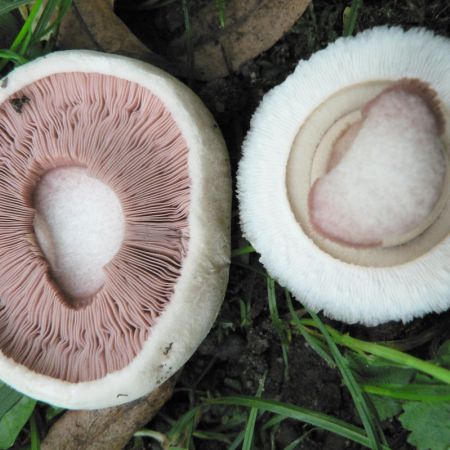 Agaricus bitorquis