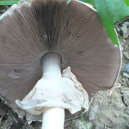 Agaricus silvicola