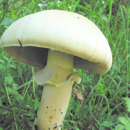 Agaricus silvicola