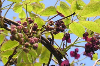 Akebia quinata