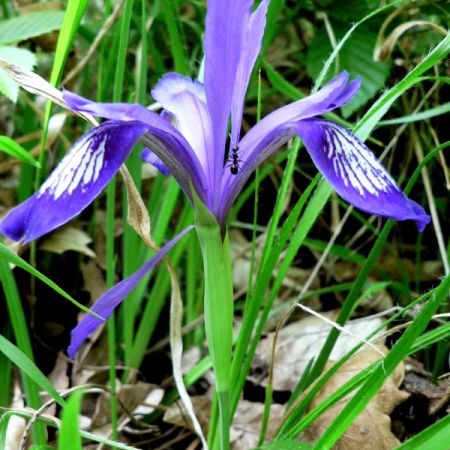 Iris ruthenica