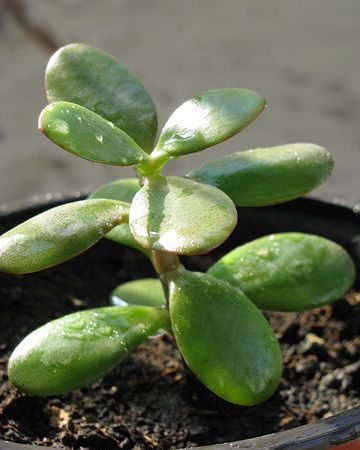 plante de interior