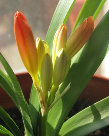 clivia