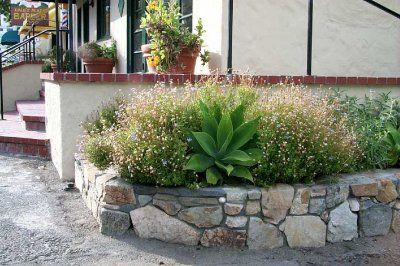 aloe ca planta de bordura