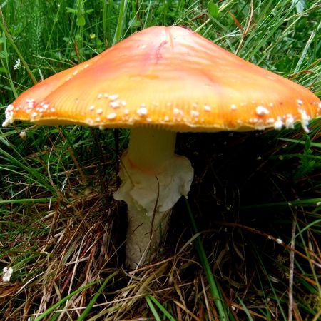 Amanita muscaria