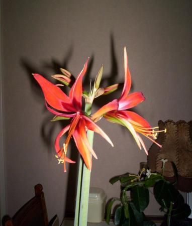 amaryllis