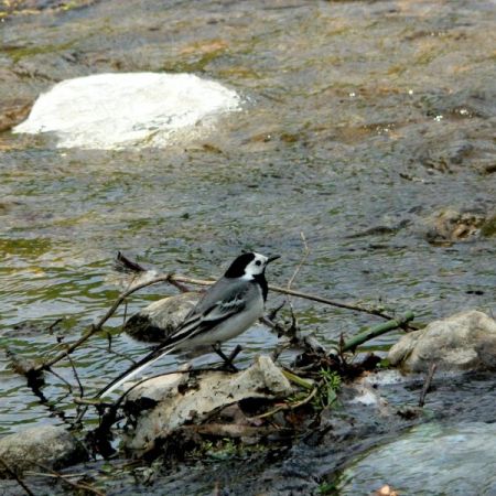 Motocilla alba