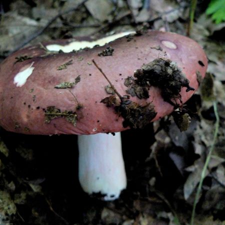 Russula atropurpurea