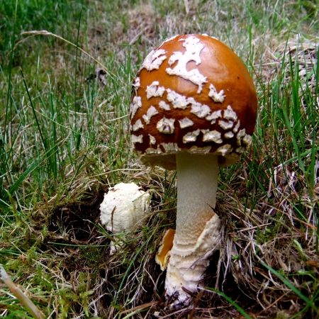 Amanita regalis