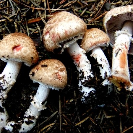 Agaricus langei