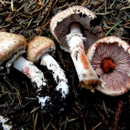 Agaricus langei