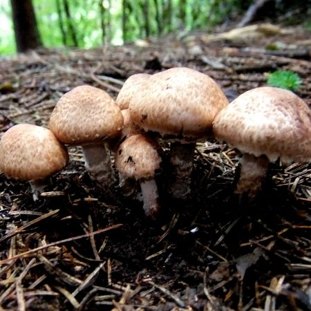 Agaricus langei