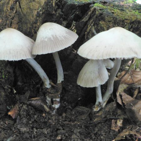 Mycena galericulata