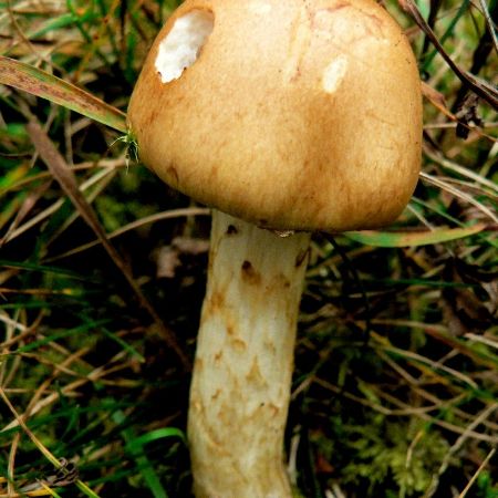 Cortinarius armillatus