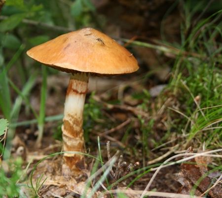 Cortinarius armillatus