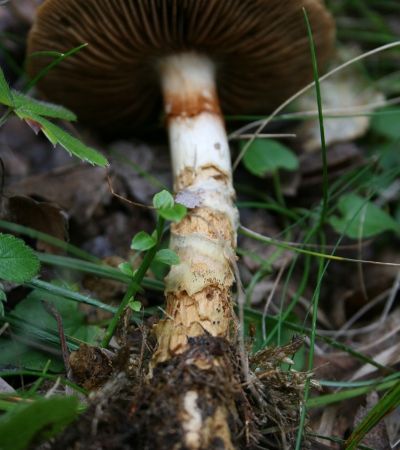 Cortinarius armillatus