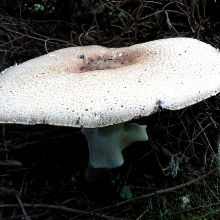 Agaricus silvaticus