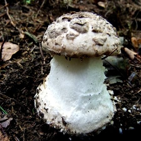 Amanita strobiliformis