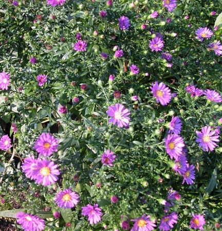 asterss - flori de toamna