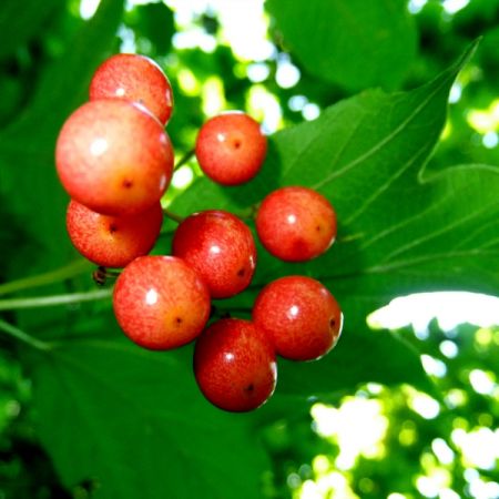 Viburnum opulus