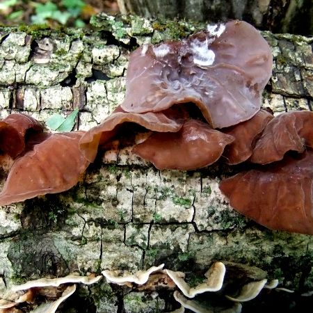 Auricularia auricula-judae