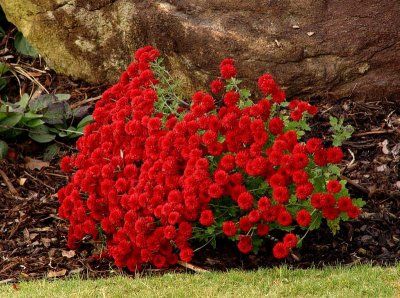 autumn rock garden