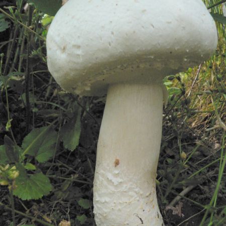 Agaricus xanthodermus