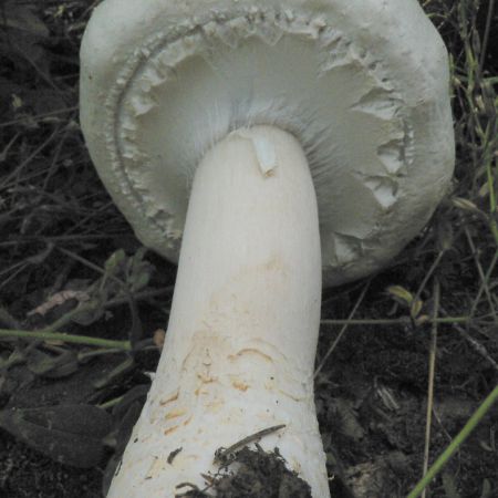 Agaricus xanthodermus