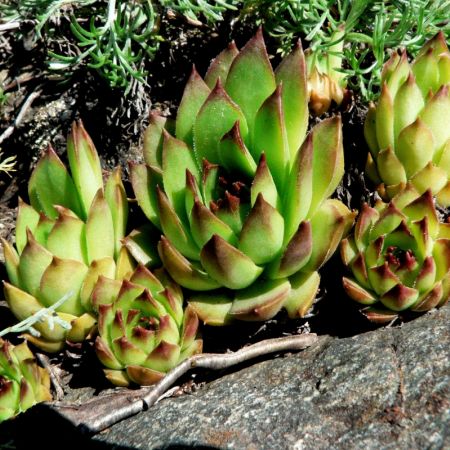 Sempervivum marmoreum