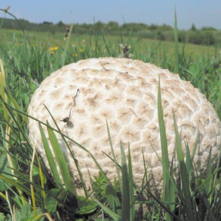 Calvatia utriformis