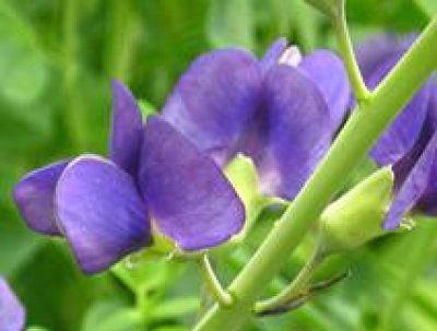 Baptisia australis