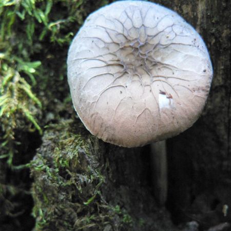 Pluteus thomsonii