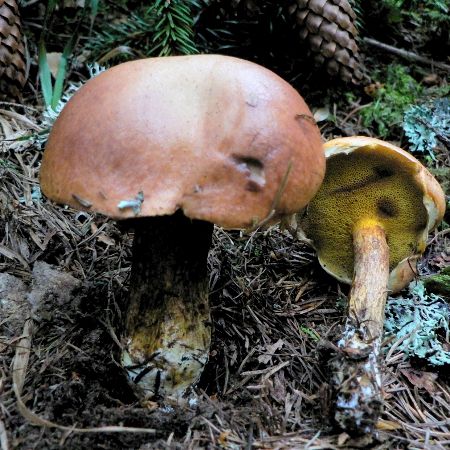 Chalciporus piperatus