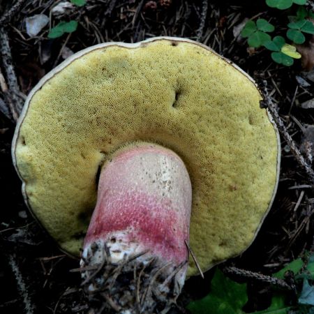 Boletus calopus