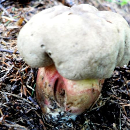 Boletus calopus