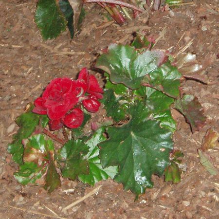 begonia