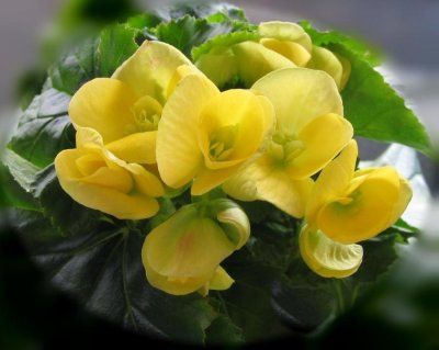 begonia galbena