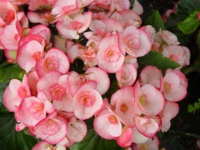 begonia_pink