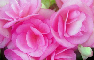 begonia roz 2