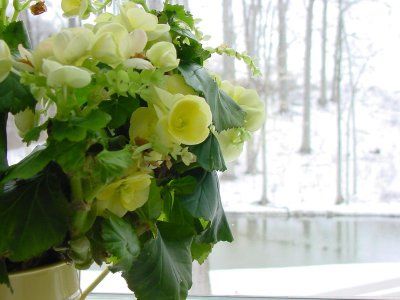 begonia winter bloom