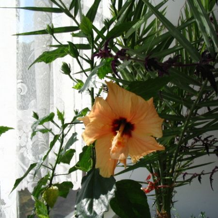 hibiscus portocaliu