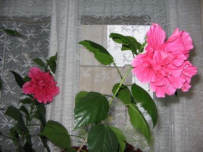 trandafir japonez