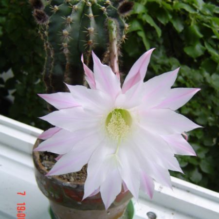 floare de cactus