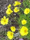 coreopsis